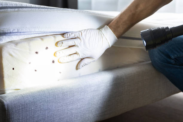 Best Ant Control Services  in Crandon Lakes, NJ